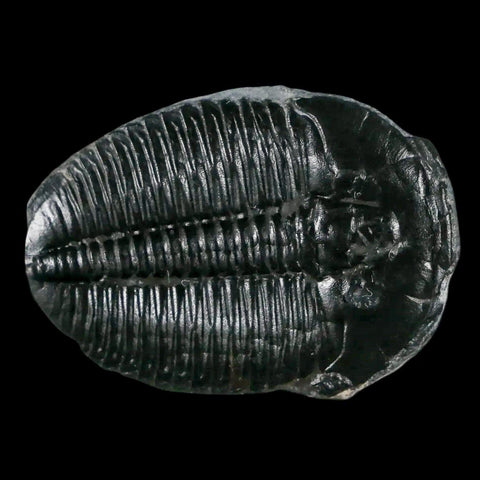 1.3" Elrathia Kingi Trilobite Fossil Utah Cambrian Age 521 Million Years Old COA - Fossil Age Minerals