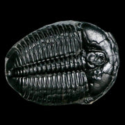 1.3" Elrathia Kingi Trilobite Fossil Utah Cambrian Age 521 Million Years Old COA