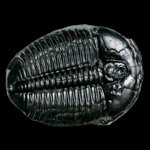 1.3" Elrathia Kingi Trilobite Fossil Utah Cambrian Age 521 Million Years Old COA - Fossil Age Minerals