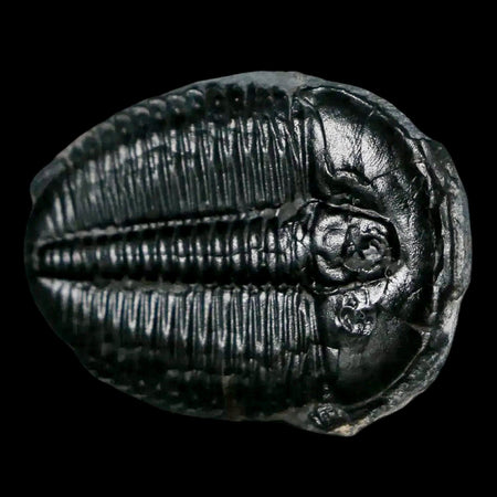 1.3" Elrathia Kingi Trilobite Fossil Utah Cambrian Age 521 Million Years Old COA