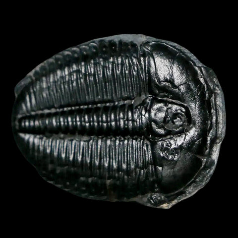 1.3" Elrathia Kingi Trilobite Fossil Utah Cambrian Age 521 Million Years Old COA - Fossil Age Minerals