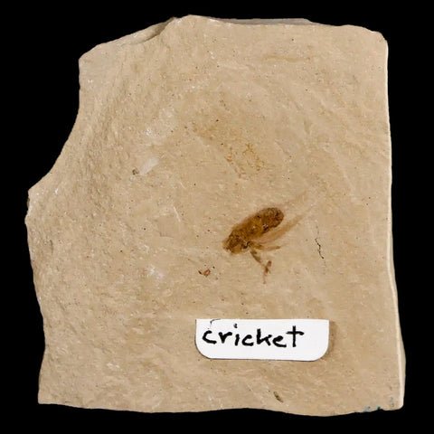 0.4" Detailed Fossil Flying Cricket Insect Green River FM Uintah County UT Eocene Age - Fossil Age Minerals