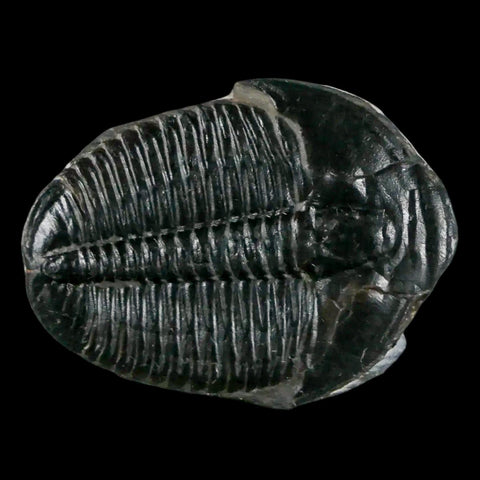 1.3" Elrathia Kingi Trilobite Fossil Utah Cambrian Age 521 Million Years Old COA - Fossil Age Minerals