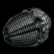 1.3" Elrathia Kingi Trilobite Fossil Utah Cambrian Age 521 Million Years Old COA