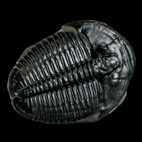 1.3" Elrathia Kingi Trilobite Fossil Utah Cambrian Age 521 Million Years Old COA - Fossil Age Minerals