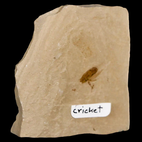 0.4" Detailed Fossil Flying Cricket Insect Green River FM Uintah County UT Eocene Age - Fossil Age Minerals