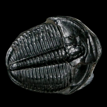 1.3" Elrathia Kingi Trilobite Fossil Utah Cambrian Age 521 Million Years Old COA