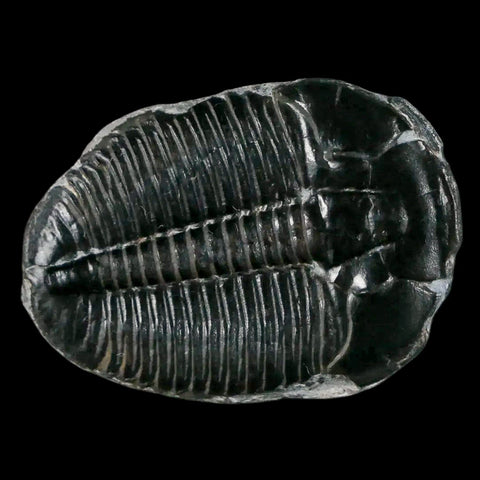 1.2" Elrathia Kingi Trilobite Fossil Utah Cambrian Age 521 Million Years Old COA - Fossil Age Minerals