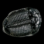 1.2" Elrathia Kingi Trilobite Fossil Utah Cambrian Age 521 Million Years Old COA