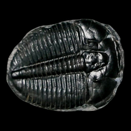 1.2" Elrathia Kingi Trilobite Fossil Utah Cambrian Age 521 Million Years Old COA