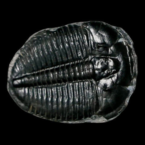 1.2" Elrathia Kingi Trilobite Fossil Utah Cambrian Age 521 Million Years Old COA - Fossil Age Minerals