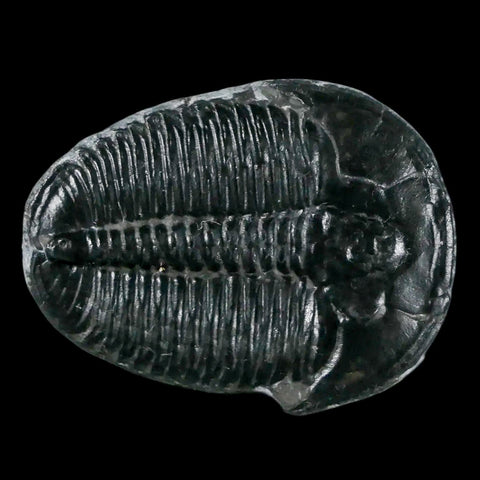 1.3" Elrathia Kingi Trilobite Fossil Utah Cambrian Age 521 Million Years Old COA - Fossil Age Minerals