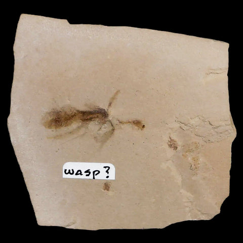 1" Detailed Fossil Flying Wasp Insect Green River FM Uintah County UT Eocene Age - Fossil Age Minerals