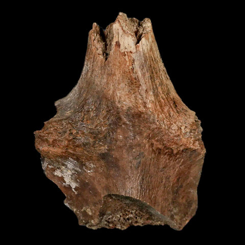 3.1" Thescelosaurus Fossil Vertebrae Bone Cretaceous Dinosaur Hell Creek MT COA - Fossil Age Minerals