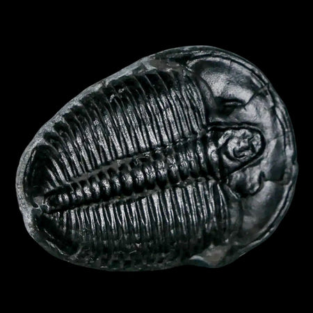 1.3" Elrathia Kingi Trilobite Fossil Utah Cambrian Age 521 Million Years Old COA