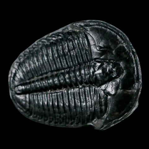 1.3" Elrathia Kingi Trilobite Fossil Utah Cambrian Age 521 Million Years Old COA - Fossil Age Minerals