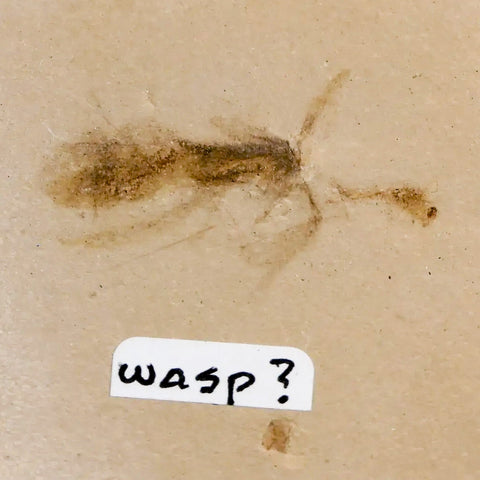 1" Detailed Fossil Flying Wasp Insect Green River FM Uintah County UT Eocene Age - Fossil Age Minerals