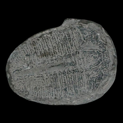 1.3" Elrathia Kingi Trilobite Fossil Utah Cambrian Age 521 Million Years Old COA - Fossil Age Minerals