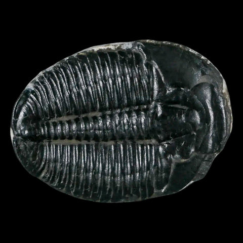 1.2" Elrathia Kingi Trilobite Fossil Utah Cambrian Age 521 Million Years Old COA - Fossil Age Minerals