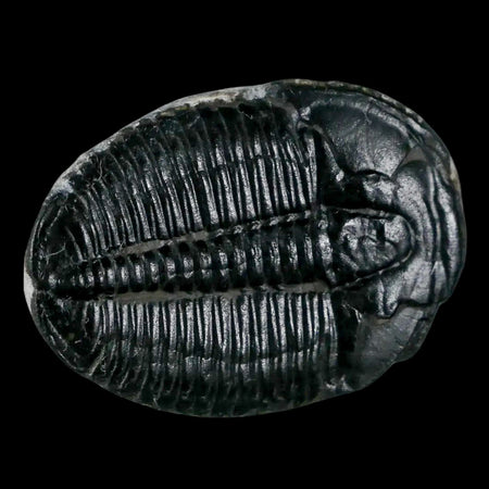 1.2" Elrathia Kingi Trilobite Fossil Utah Cambrian Age 521 Million Years Old COA