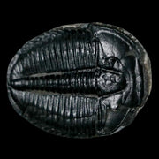 1.2" Elrathia Kingi Trilobite Fossil Utah Cambrian Age 521 Million Years Old COA