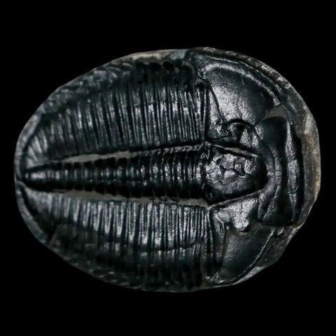 1.2" Elrathia Kingi Trilobite Fossil Utah Cambrian Age 521 Million Years Old COA - Fossil Age Minerals