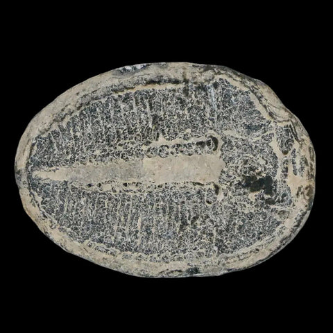 1.2" Elrathia Kingi Trilobite Fossil Utah Cambrian Age 521 Million Years Old COA - Fossil Age Minerals