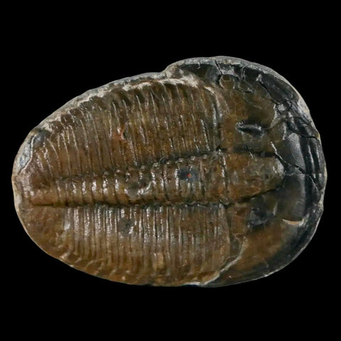 1.3" Elrathia Kingi Trilobite Fossil Utah Cambrian Age 521 Million Years Old COA - Fossil Age Minerals