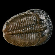 1.3" Elrathia Kingi Trilobite Fossil Utah Cambrian Age 521 Million Years Old COA