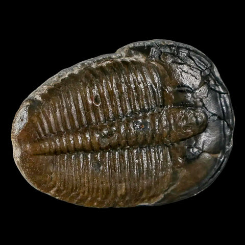 1.3" Elrathia Kingi Trilobite Fossil Utah Cambrian Age 521 Million Years Old COA - Fossil Age Minerals