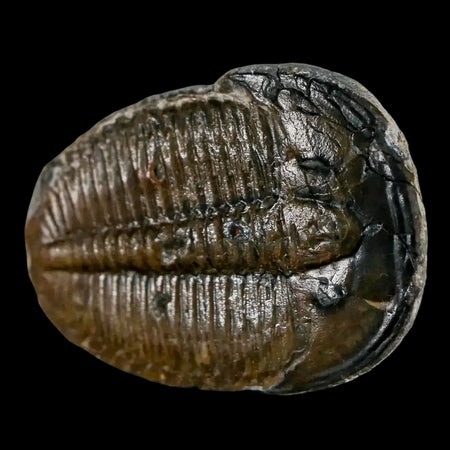 1.3" Elrathia Kingi Trilobite Fossil Utah Cambrian Age 521 Million Years Old COA