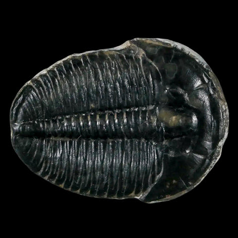 1.2" Elrathia Kingi Trilobite Fossil Utah Cambrian Age 521 Million Years Old COA - Fossil Age Minerals