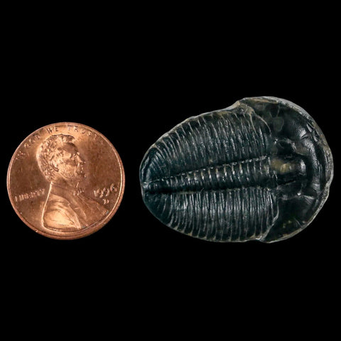 1.2" Elrathia Kingi Trilobite Fossil Utah Cambrian Age 521 Million Years Old COA - Fossil Age Minerals