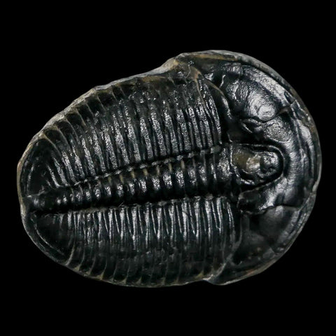 1.2" Elrathia Kingi Trilobite Fossil Utah Cambrian Age 521 Million Years Old COA - Fossil Age Minerals