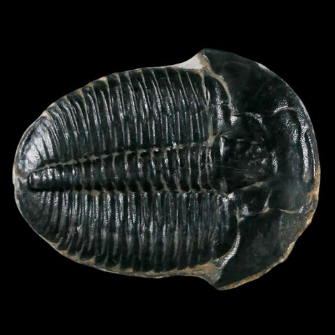 1.2" Elrathia Kingi Trilobite Fossil Utah Cambrian Age 521 Million Years Old COA - Fossil Age Minerals