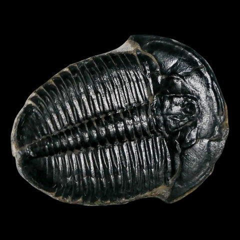 1.2" Elrathia Kingi Trilobite Fossil Utah Cambrian Age 521 Million Years Old COA - Fossil Age Minerals