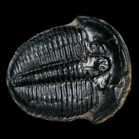 1.2" Elrathia Kingi Trilobite Fossil Utah Cambrian Age 521 Million Years Old COA - Fossil Age Minerals