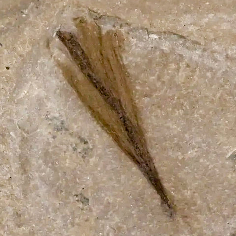 0.6 Rare Detailed Fossil Bird Feather Green River FM Uintah County UT Eocene Age - Fossil Age Minerals