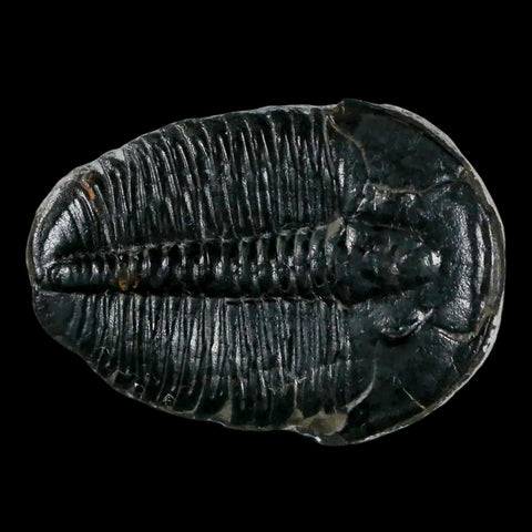 1.2" Elrathia Kingi Trilobite Fossil Utah Cambrian Age 521 Million Years Old COA - Fossil Age Minerals