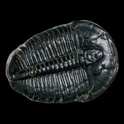 1.2" Elrathia Kingi Trilobite Fossil Utah Cambrian Age 521 Million Years Old COA