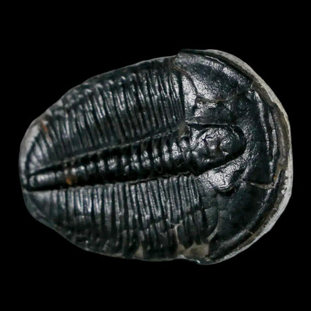 1.2" Elrathia Kingi Trilobite Fossil Utah Cambrian Age 521 Million Years Old COA