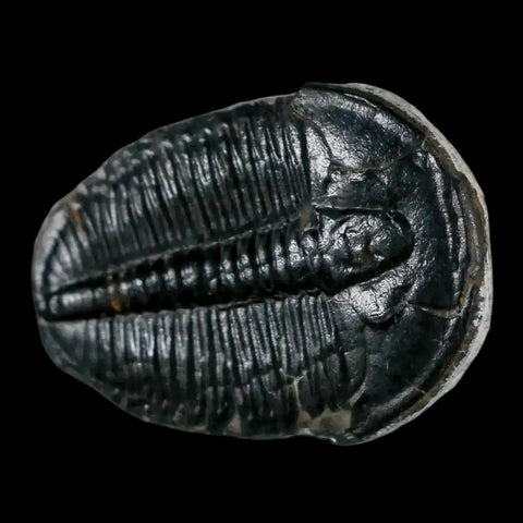 1.2" Elrathia Kingi Trilobite Fossil Utah Cambrian Age 521 Million Years Old COA - Fossil Age Minerals