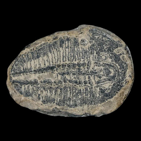 1.2" Elrathia Kingi Trilobite Fossil Utah Cambrian Age 521 Million Years Old COA - Fossil Age Minerals