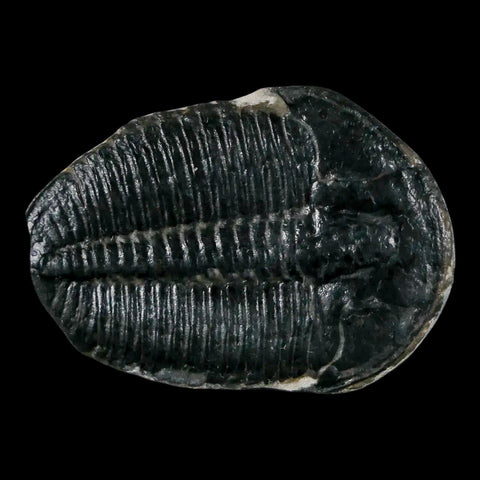 1.2" Elrathia Kingi Trilobite Fossil Utah Cambrian Age 521 Million Years Old COA - Fossil Age Minerals