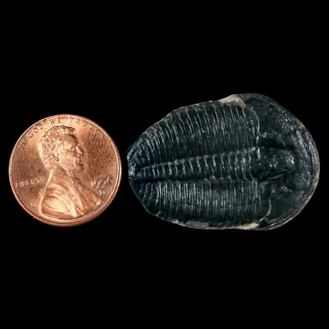 1.2" Elrathia Kingi Trilobite Fossil Utah Cambrian Age 521 Million Years Old COA - Fossil Age Minerals