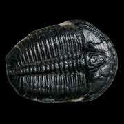 1.2" Elrathia Kingi Trilobite Fossil Utah Cambrian Age 521 Million Years Old COA