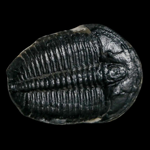 1.2" Elrathia Kingi Trilobite Fossil Utah Cambrian Age 521 Million Years Old COA - Fossil Age Minerals