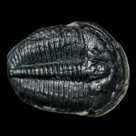 1.2" Elrathia Kingi Trilobite Fossil Utah Cambrian Age 521 Million Years Old COA