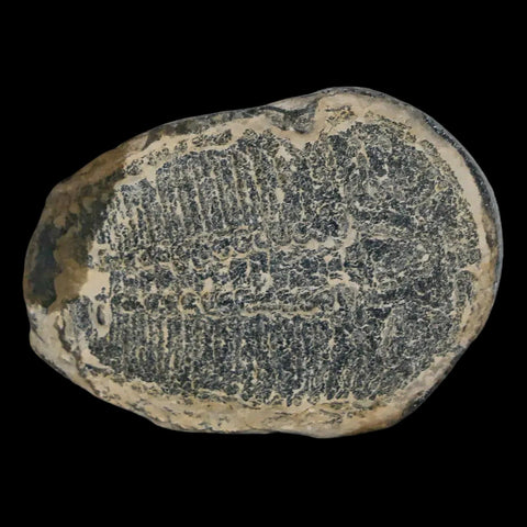 1.2" Elrathia Kingi Trilobite Fossil Utah Cambrian Age 521 Million Years Old COA - Fossil Age Minerals