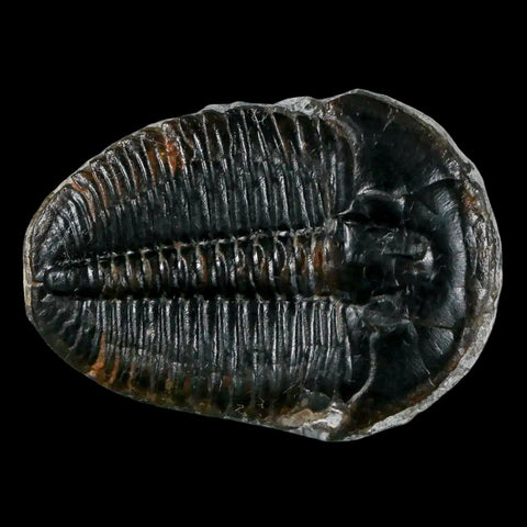 1.3" Elrathia Kingi Trilobite Fossil Utah Cambrian Age 521 Million Years Old COA - Fossil Age Minerals